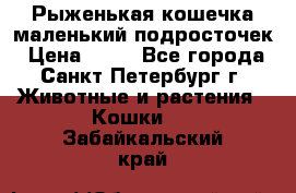 Рыженькая кошечка маленький подросточек › Цена ­ 10 - Все города, Санкт-Петербург г. Животные и растения » Кошки   . Забайкальский край